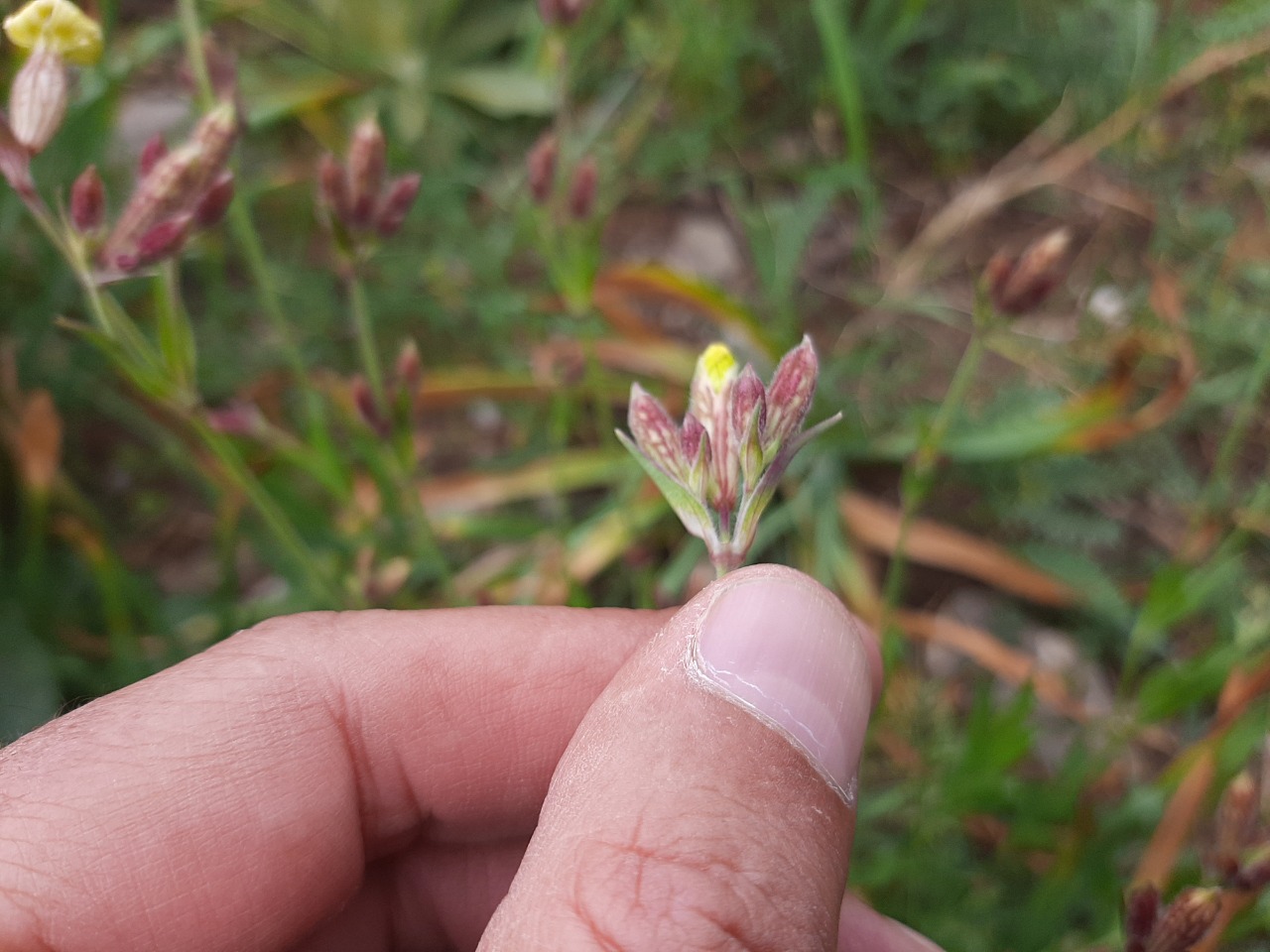 Silene montbretiana