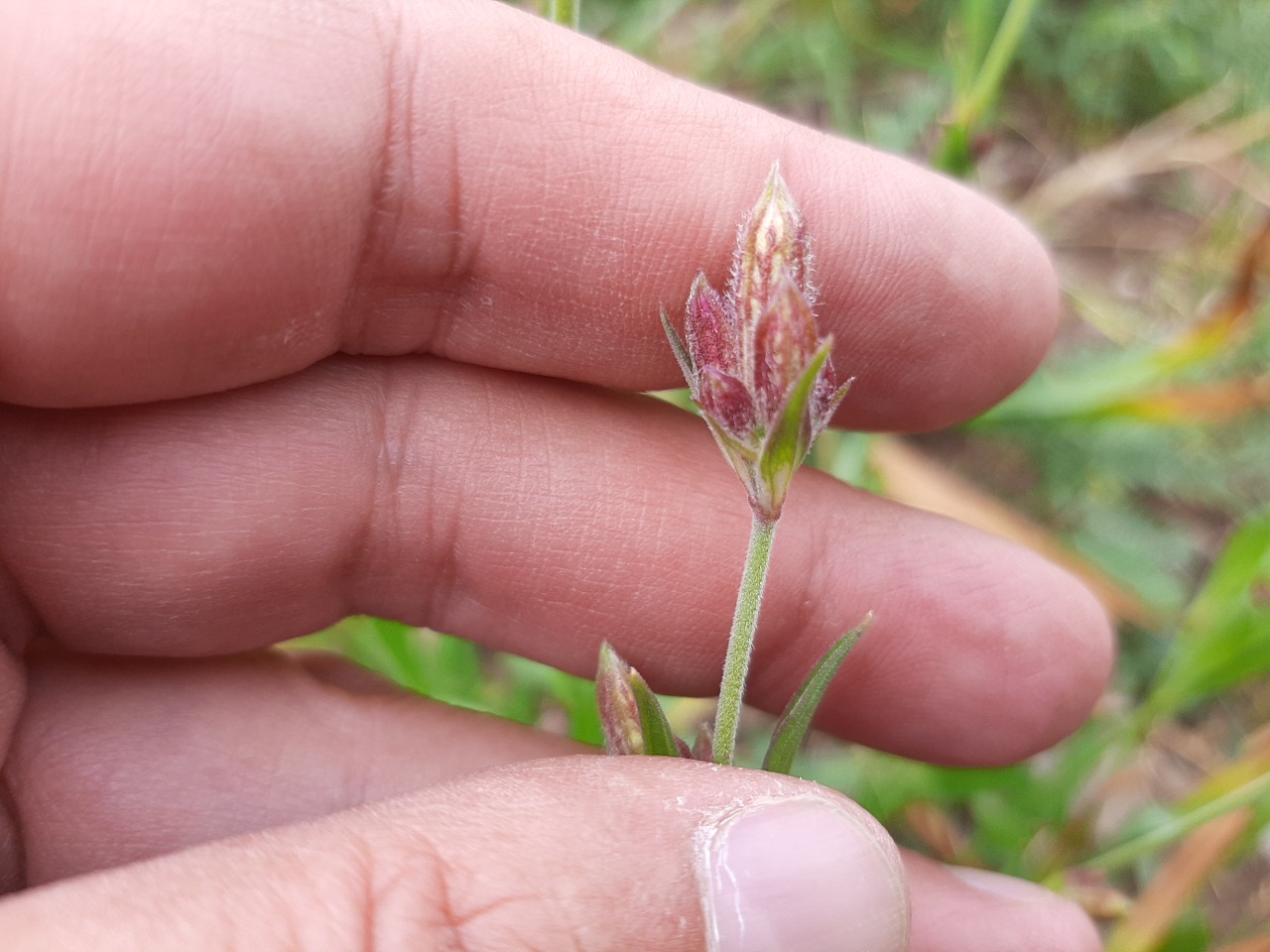 Silene montbretiana