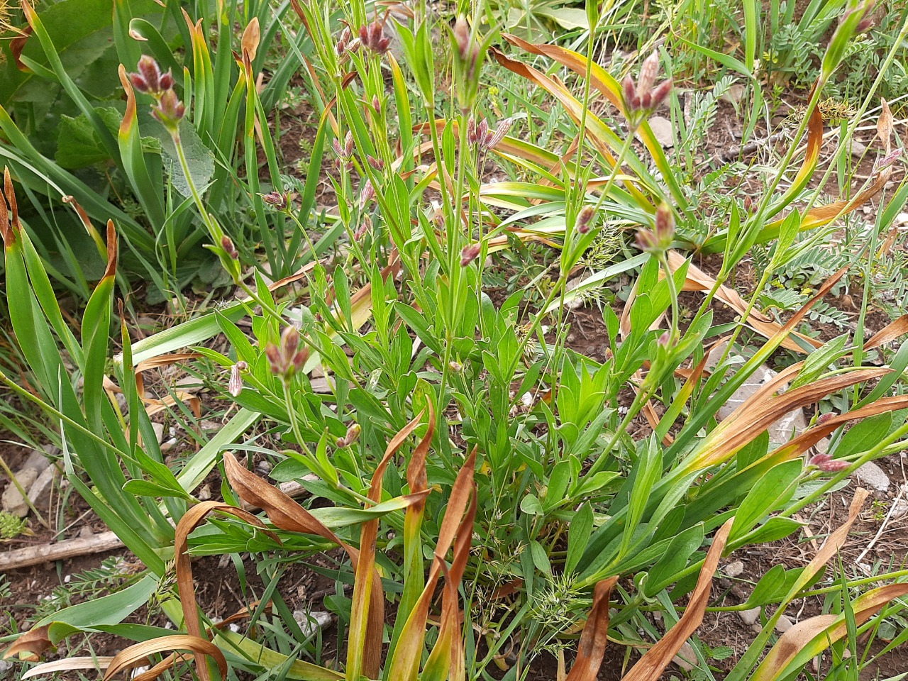 Silene montbretiana