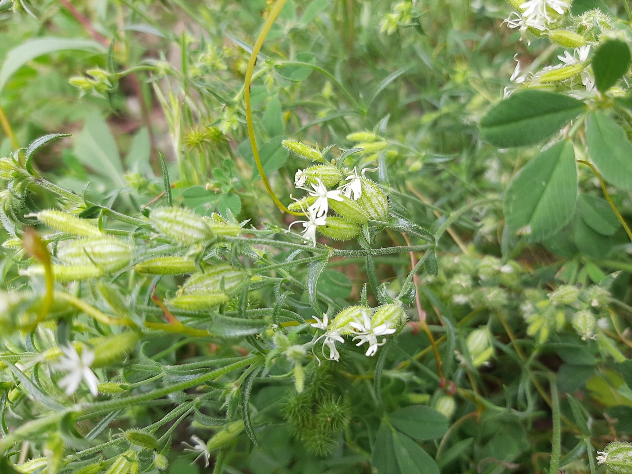 Silene viscosa