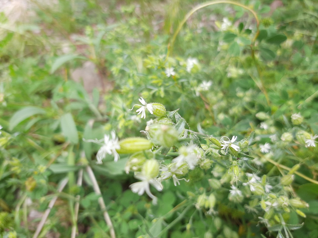 Silene viscosa