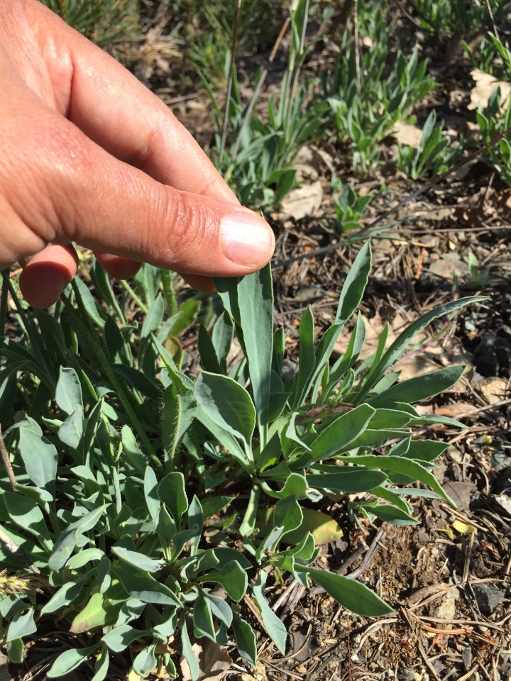 Silene bupleuroides