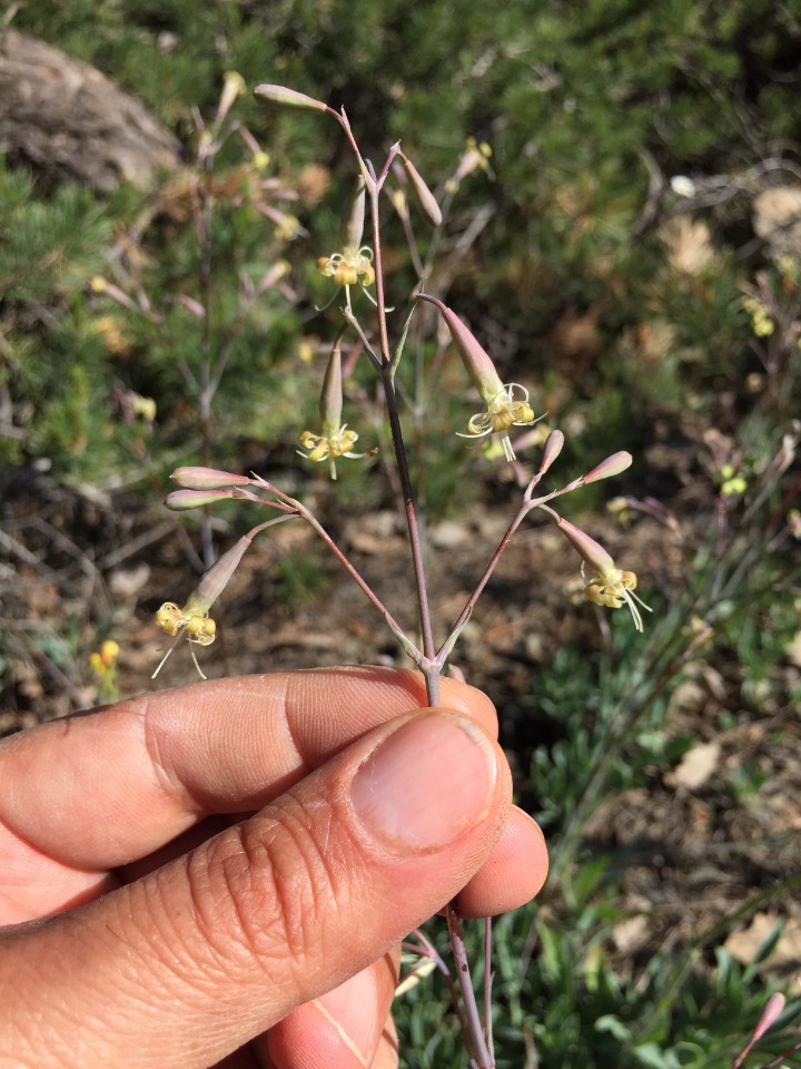 Silene bupleuroides