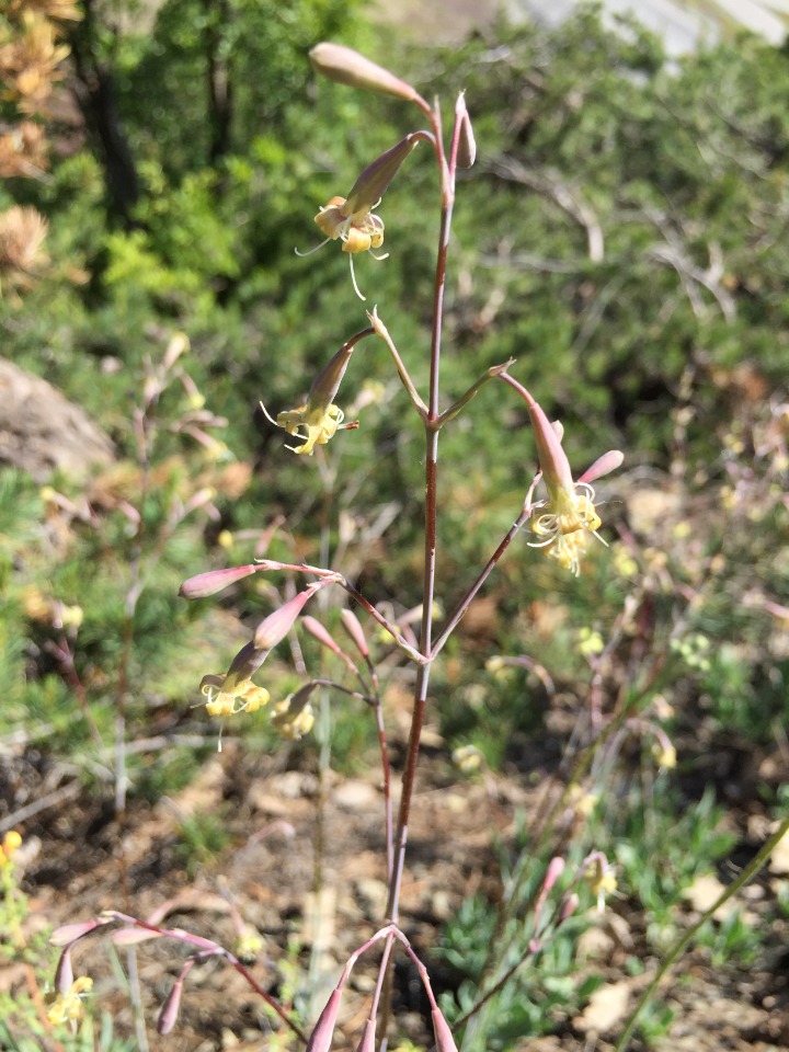 Silene bupleuroides