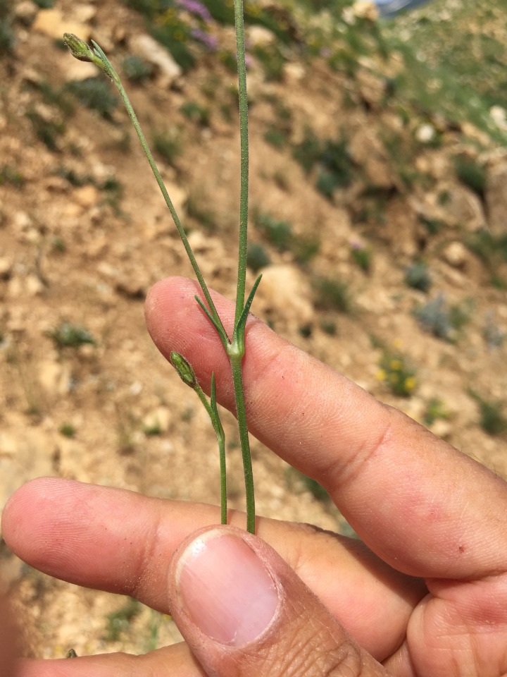 Silene oligotricha