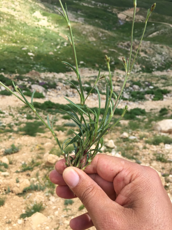 Silene oligotricha