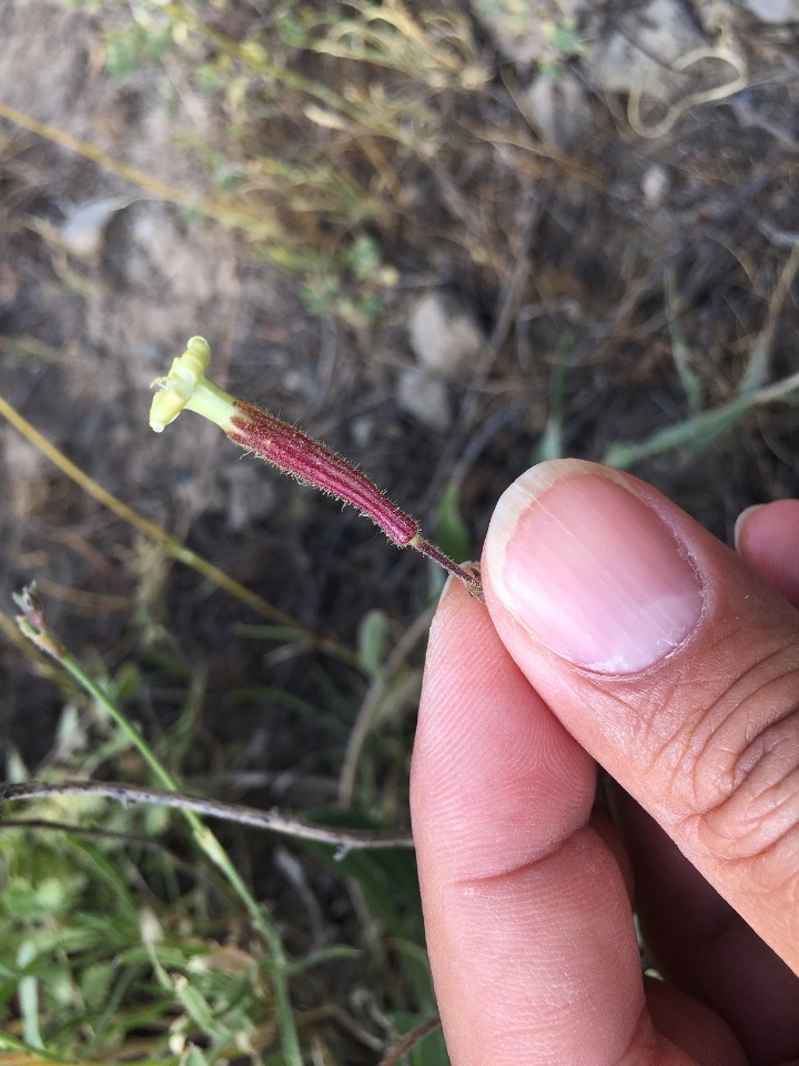 Silene oligotricha