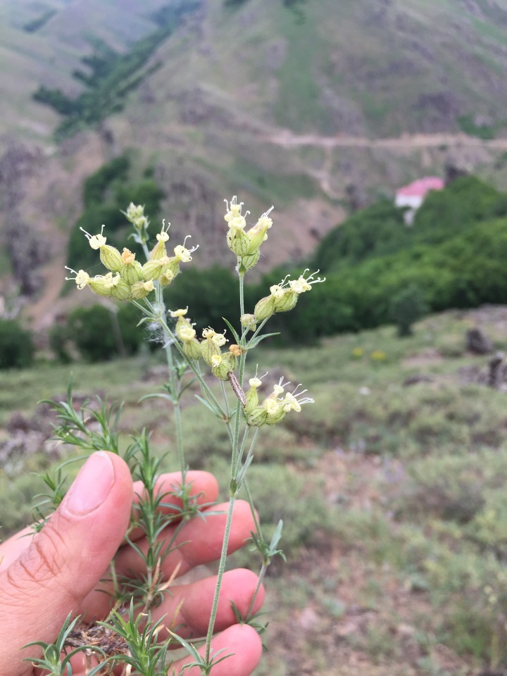 Silene stenobotrys