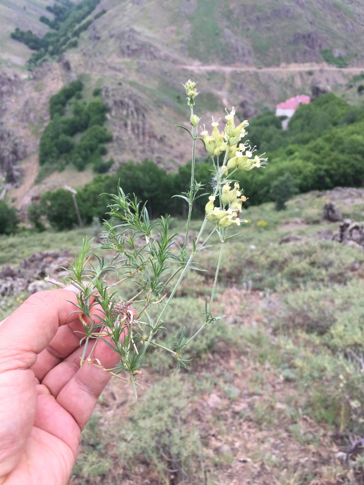 Silene stenobotrys