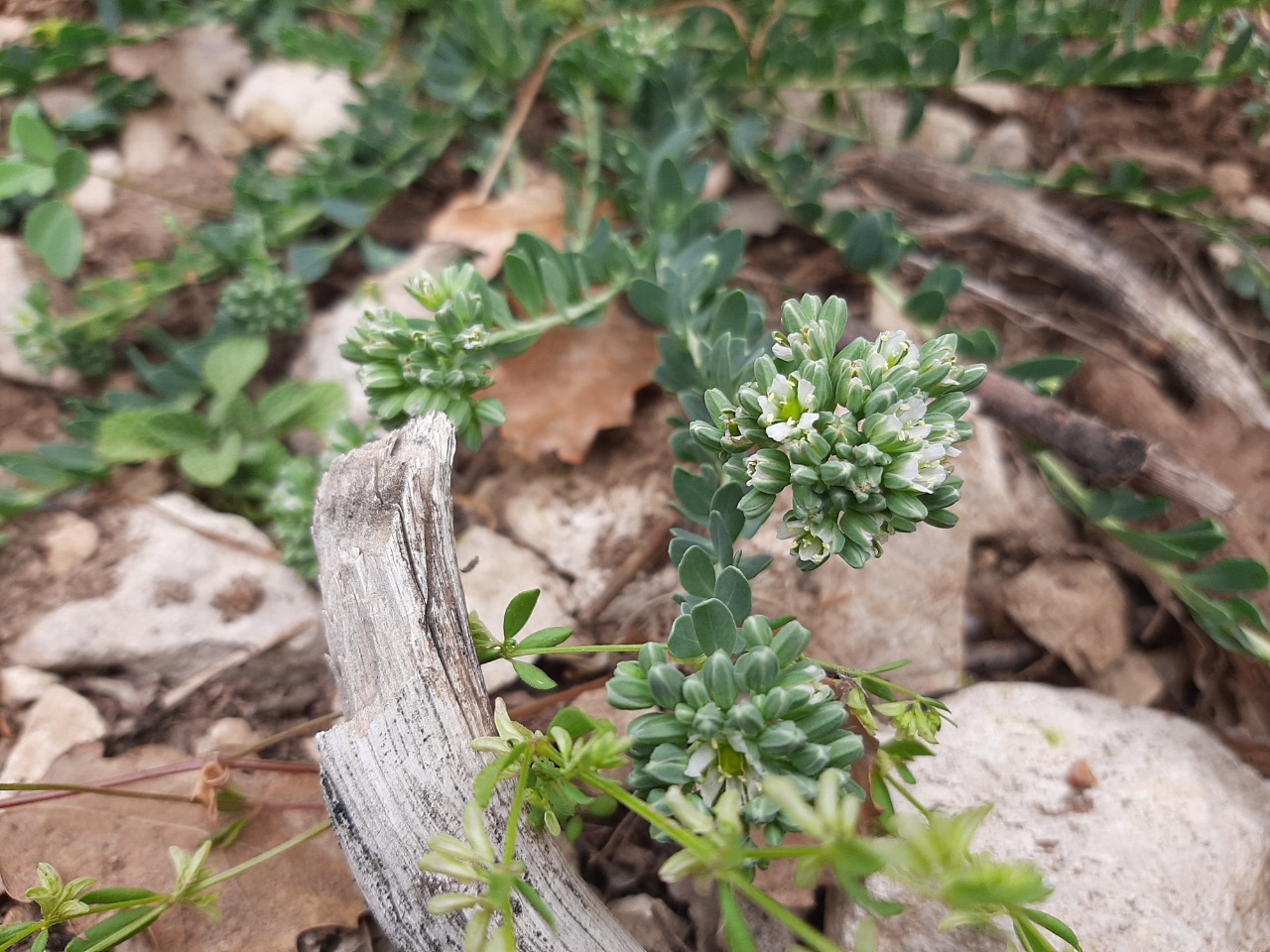 Telephium oligospernum