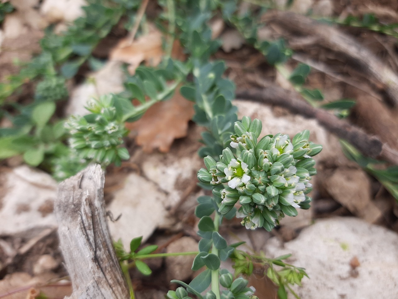 Telephium oligospernum