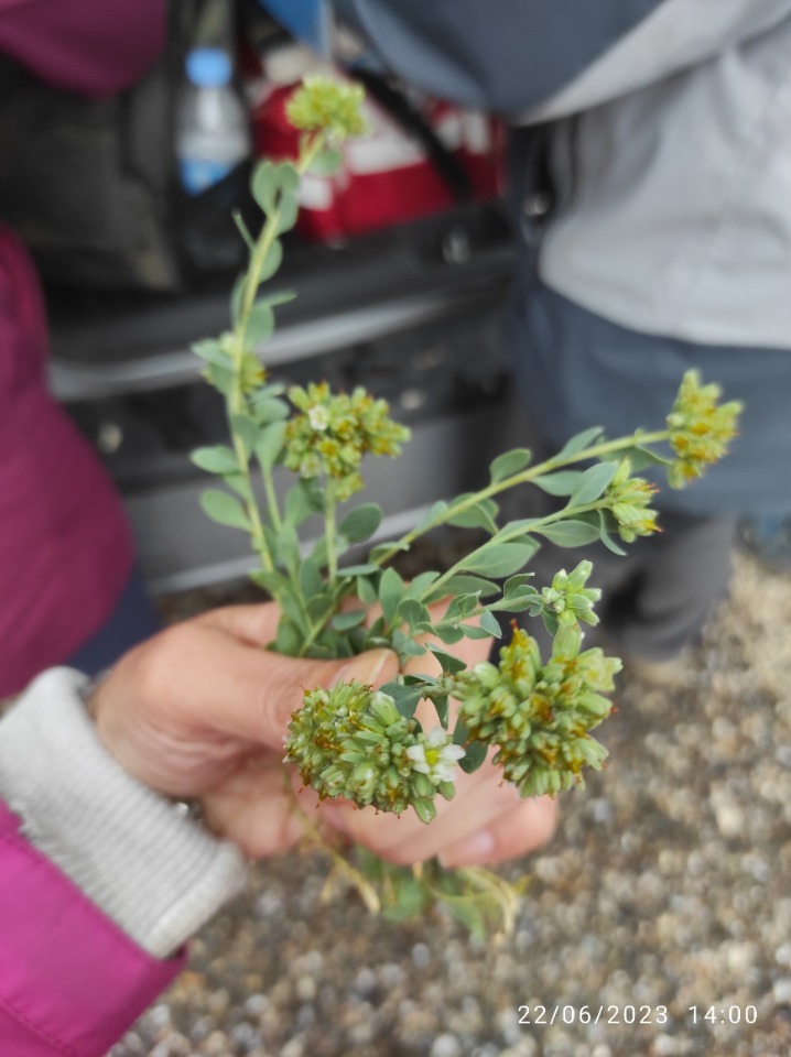 Telephium oligospernum