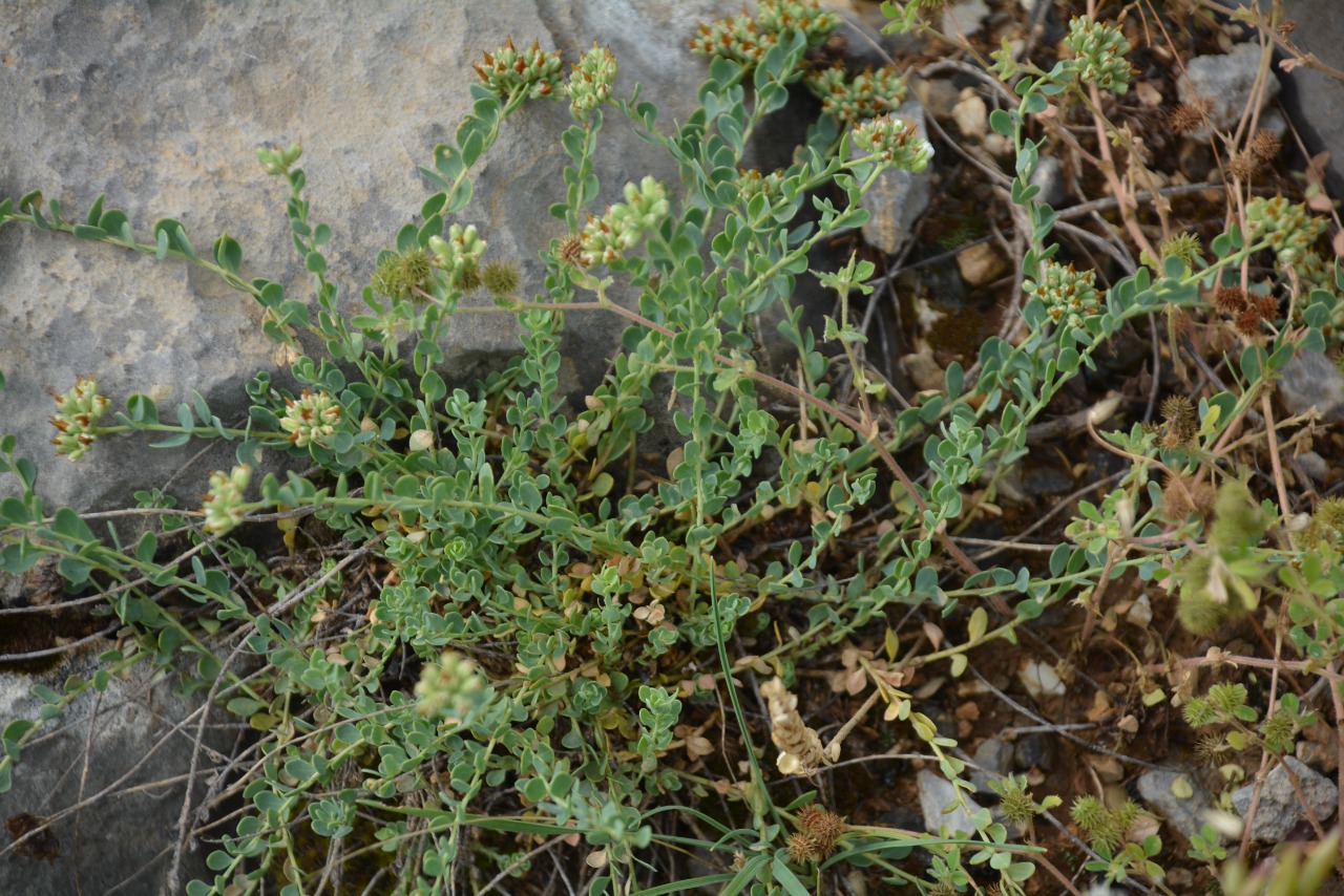 Telephium oligospernum