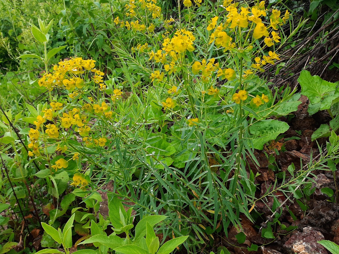 Euphorbia esula