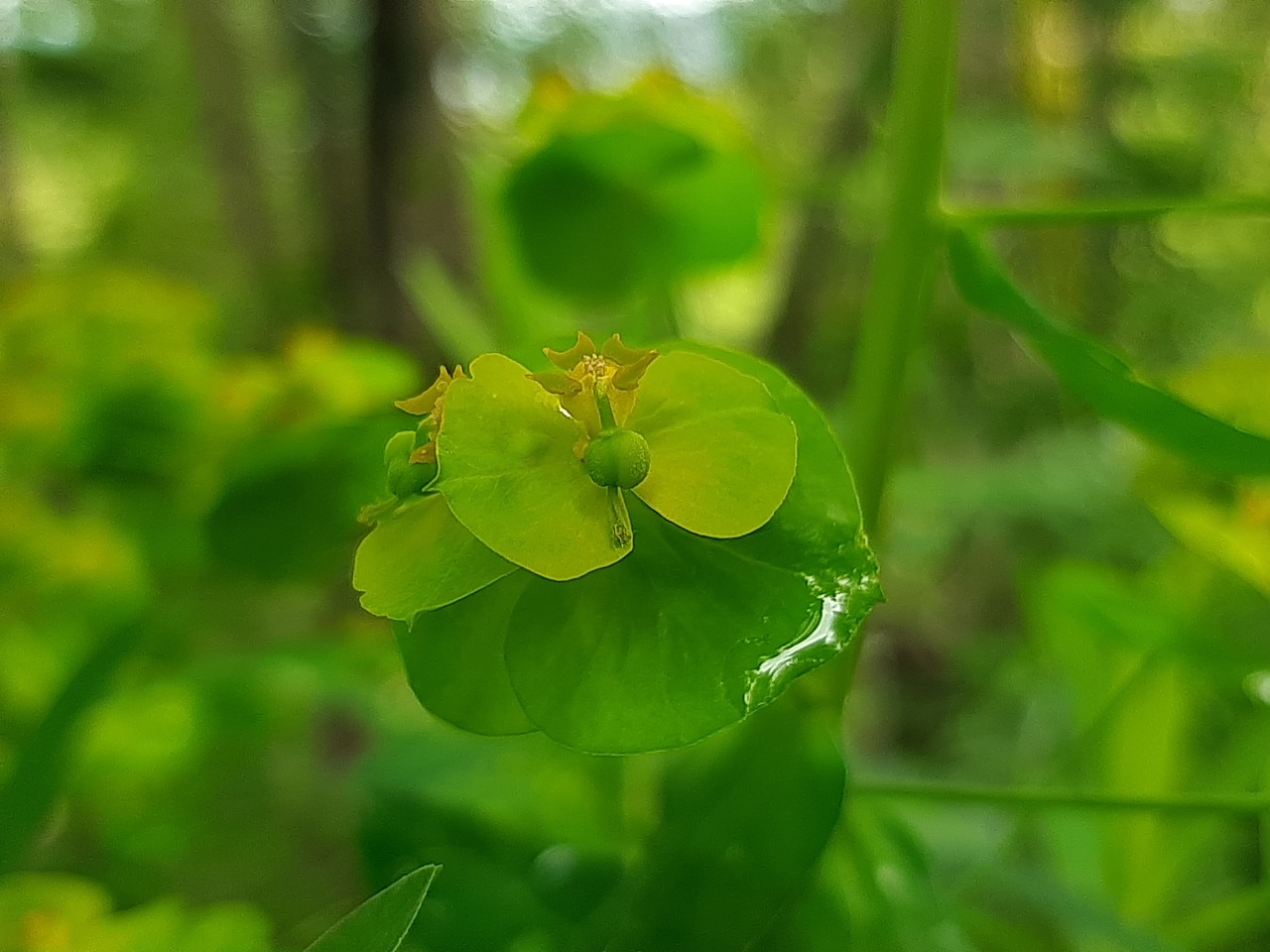 Euphorbia esula