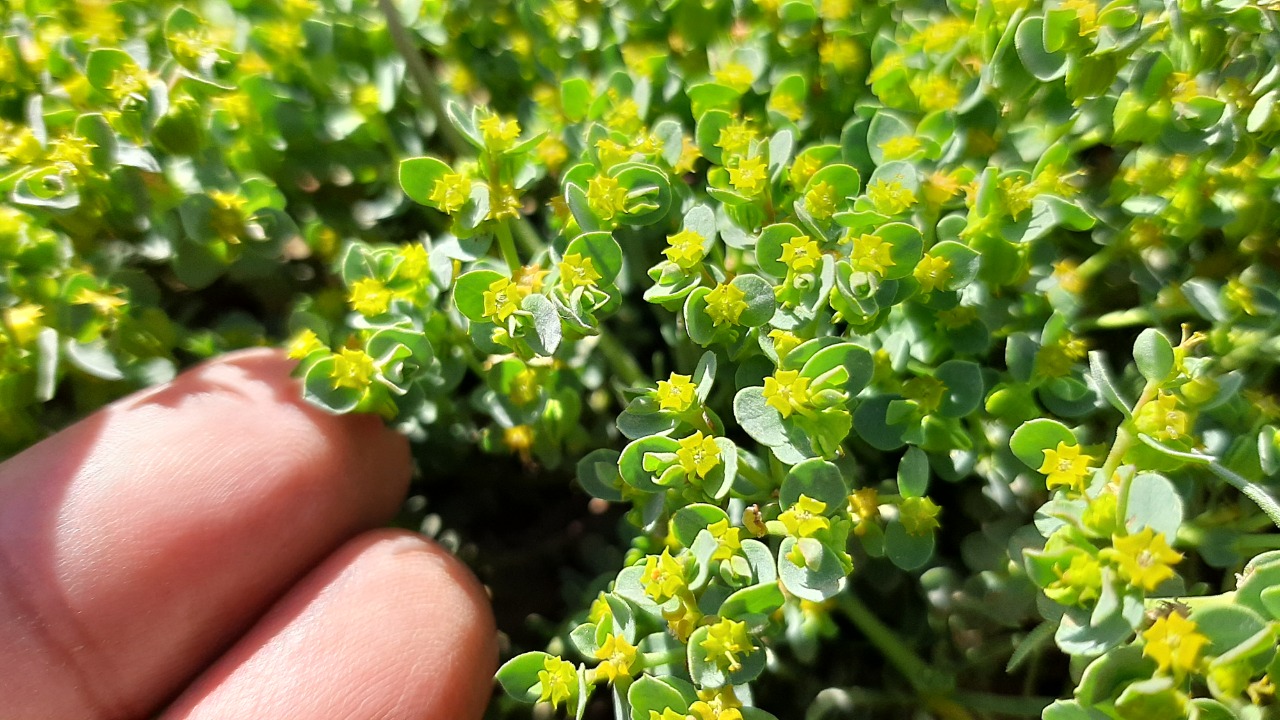 Euphorbia herniariifolia