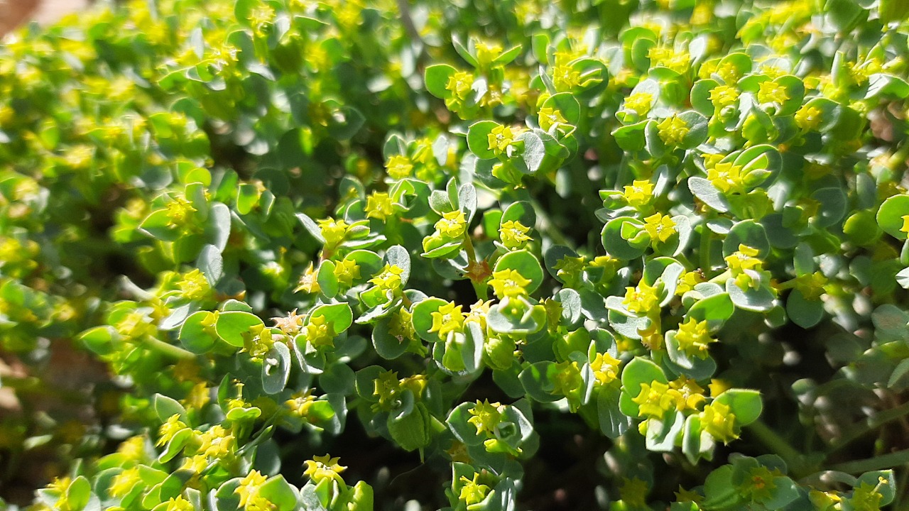 Euphorbia herniariifolia