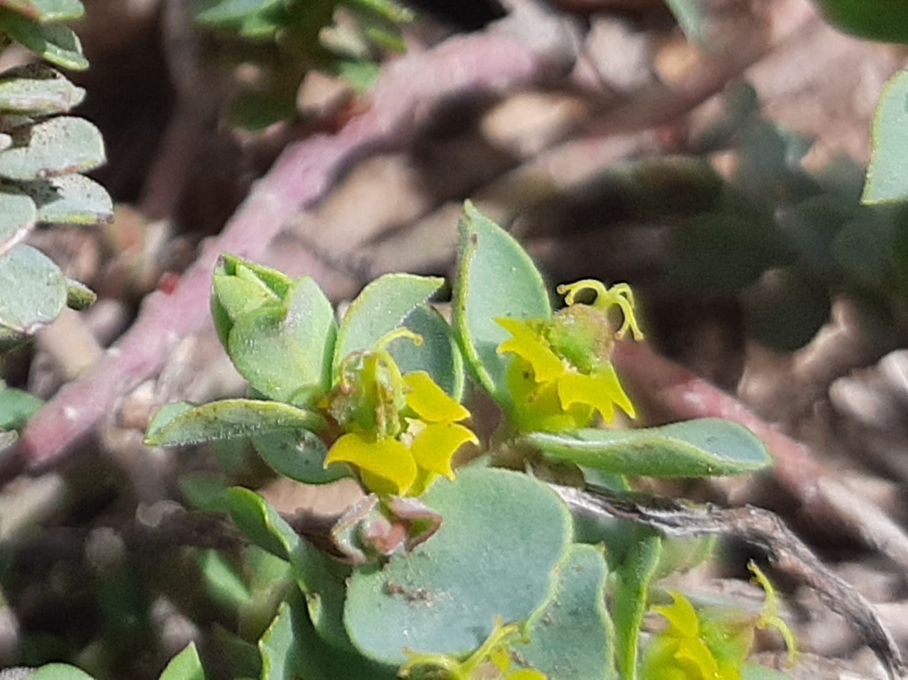 Euphorbia herniariifolia