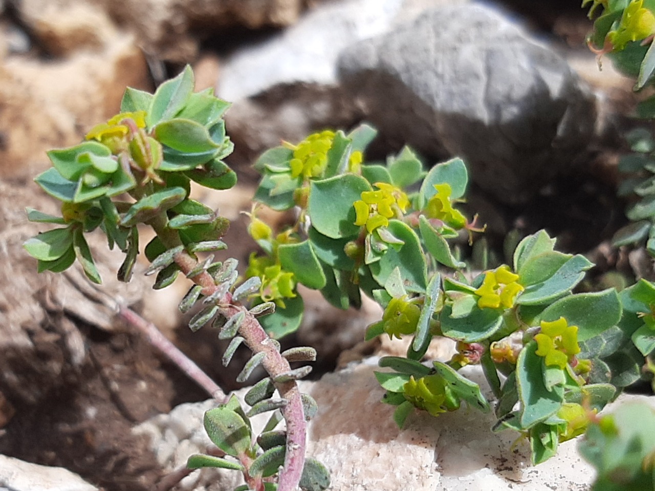 Euphorbia herniariifolia