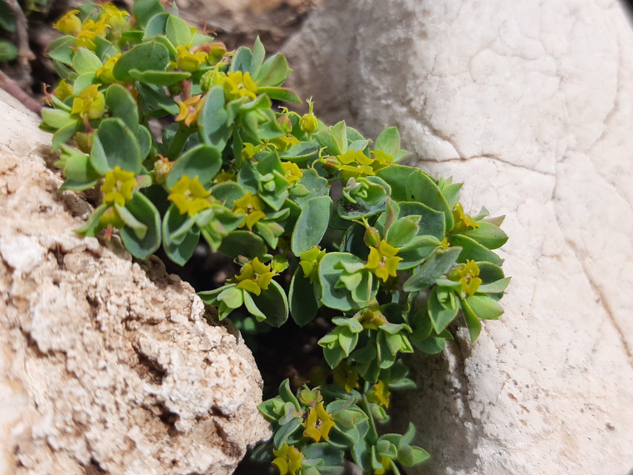 Euphorbia herniariifolia