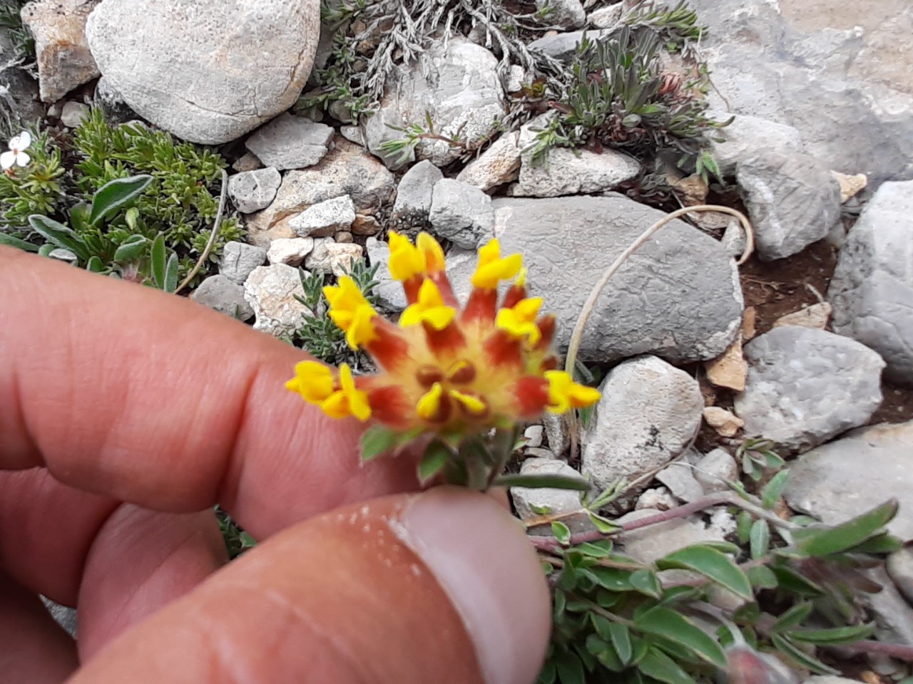 Anthyllis vulneraria subsp. boissieri