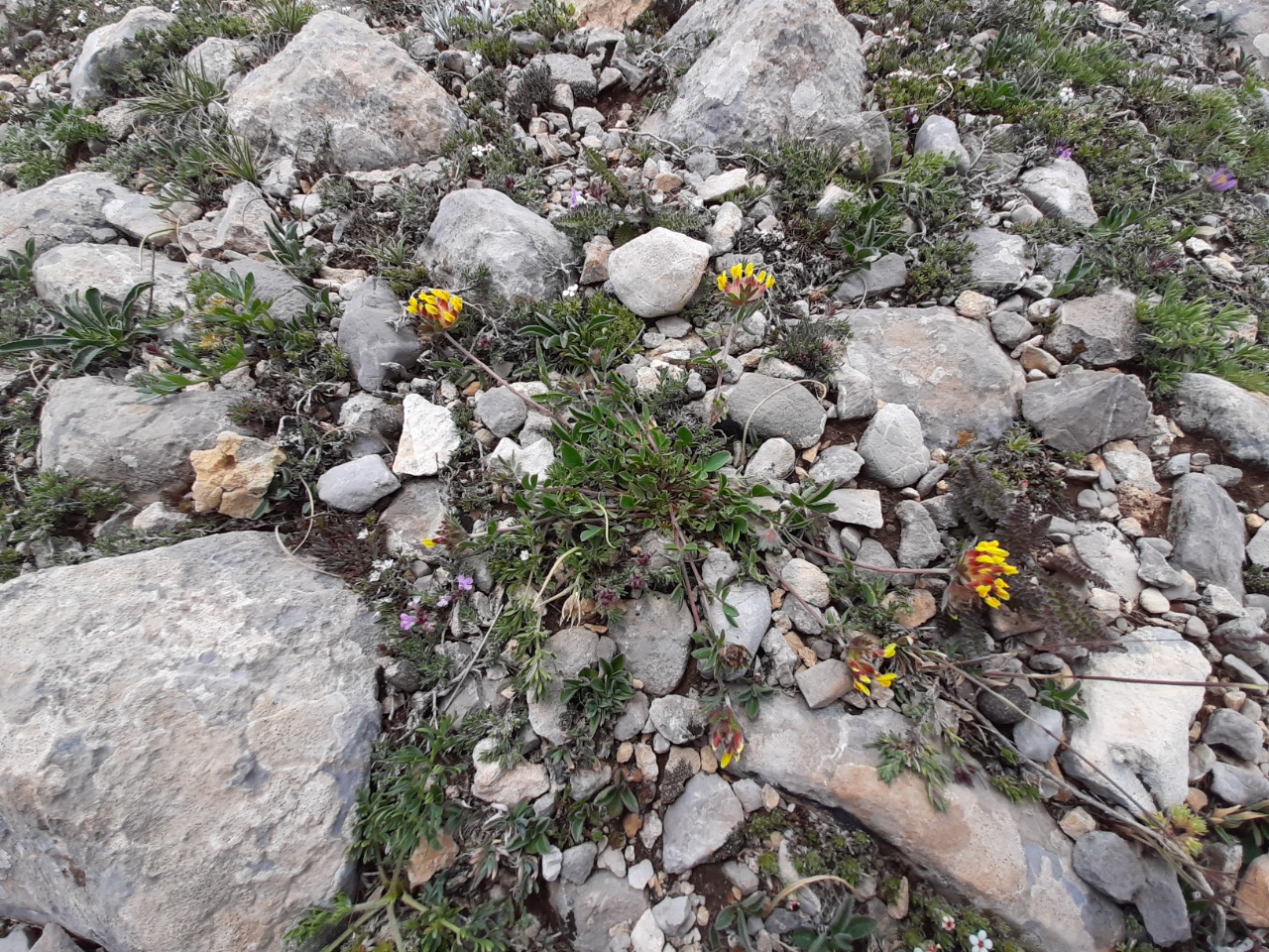 Anthyllis vulneraria subsp. boissieri