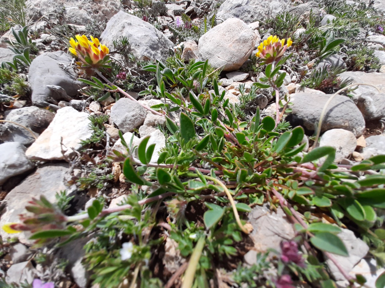Anthyllis vulneraria subsp. boissieri