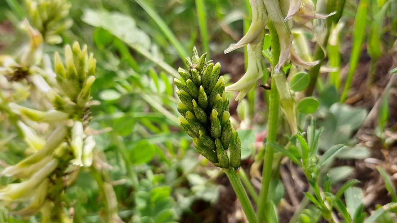 Astragalus cinereus