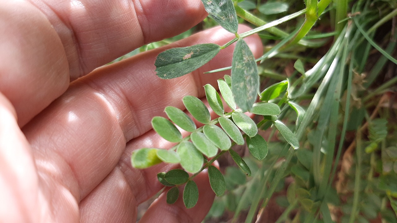 Astragalus cinereus
