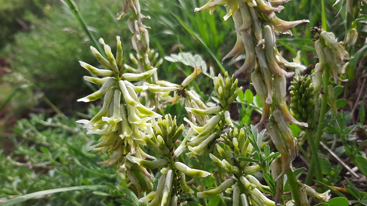 Astragalus cinereus