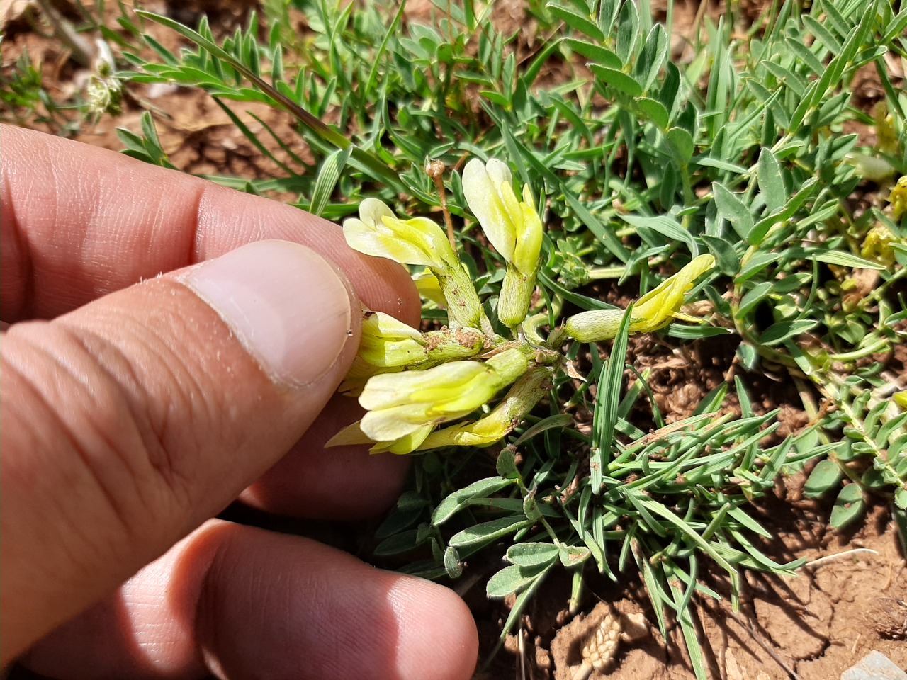 Astragalus fragrans