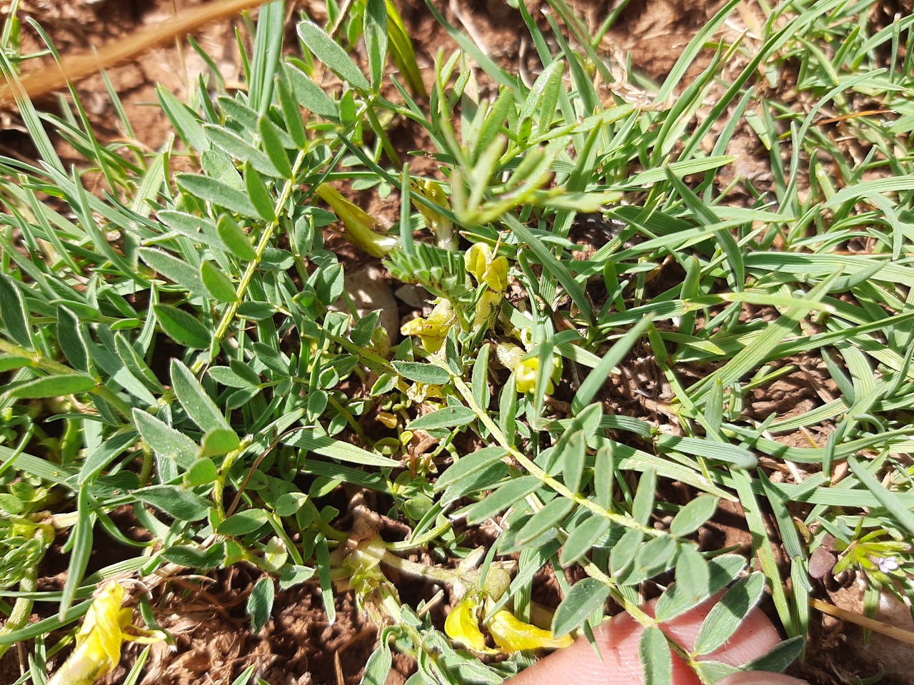 Astragalus fragrans