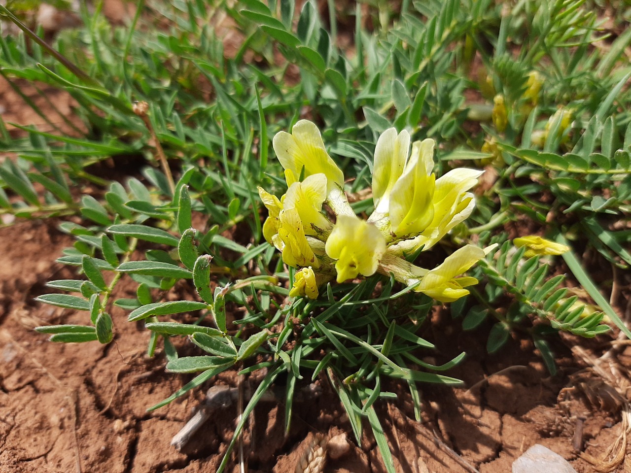 Astragalus fragrans