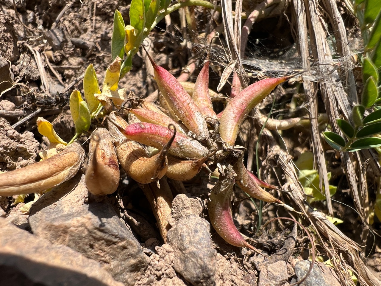 Astragalus fragrans