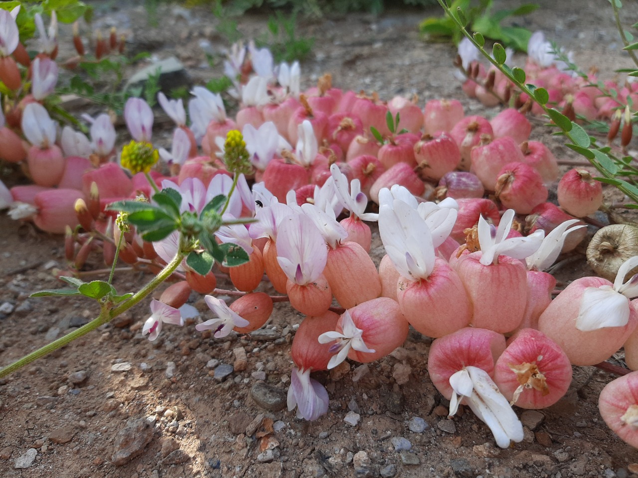 Astragalus halicacabus