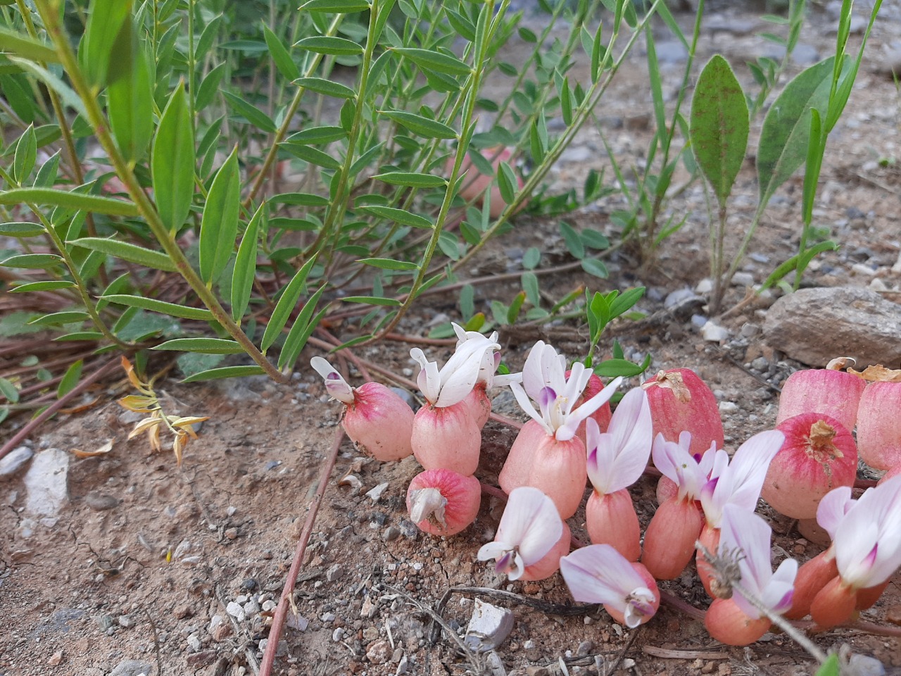 Astragalus halicacabus