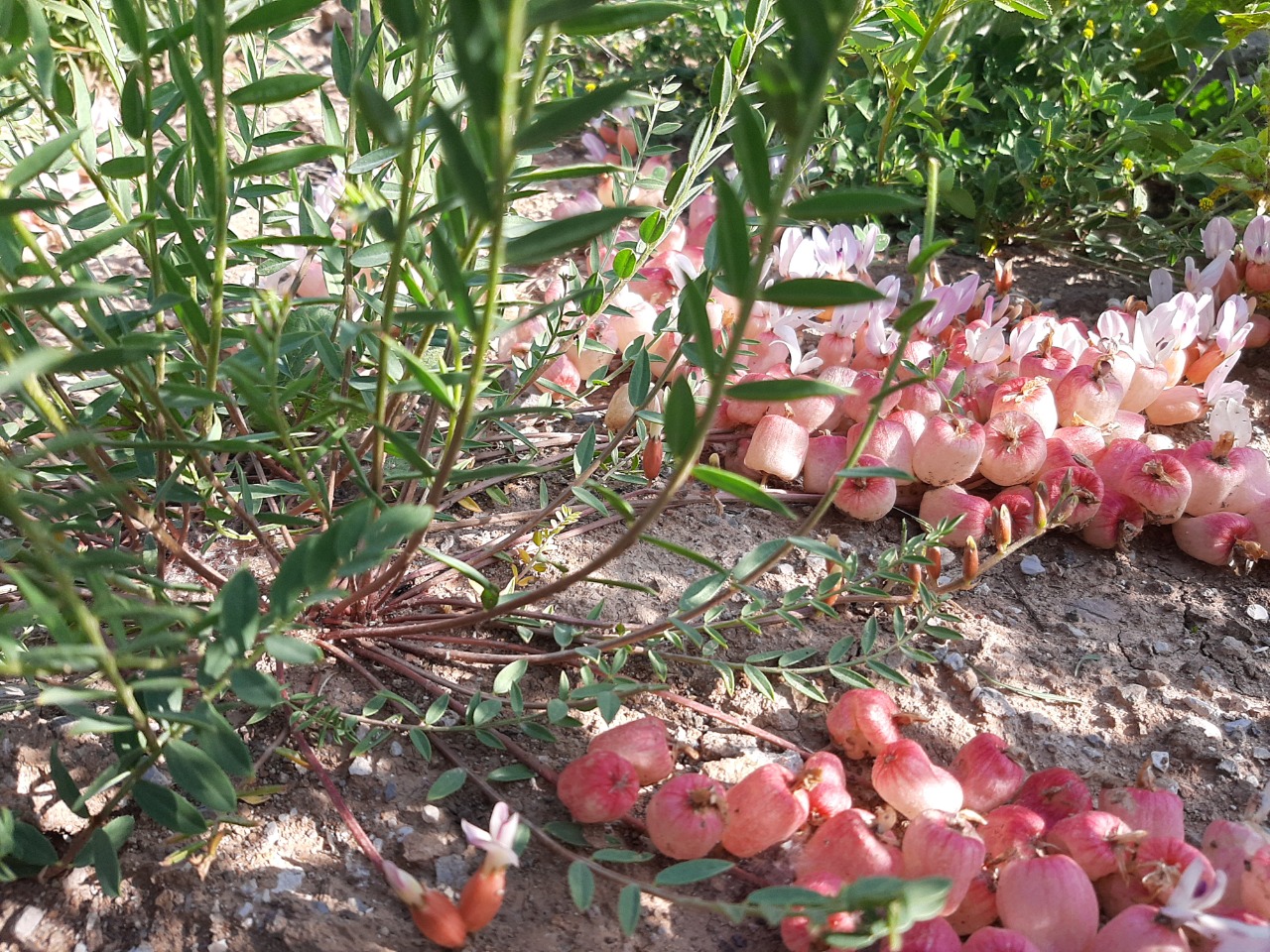 Astragalus halicacabus