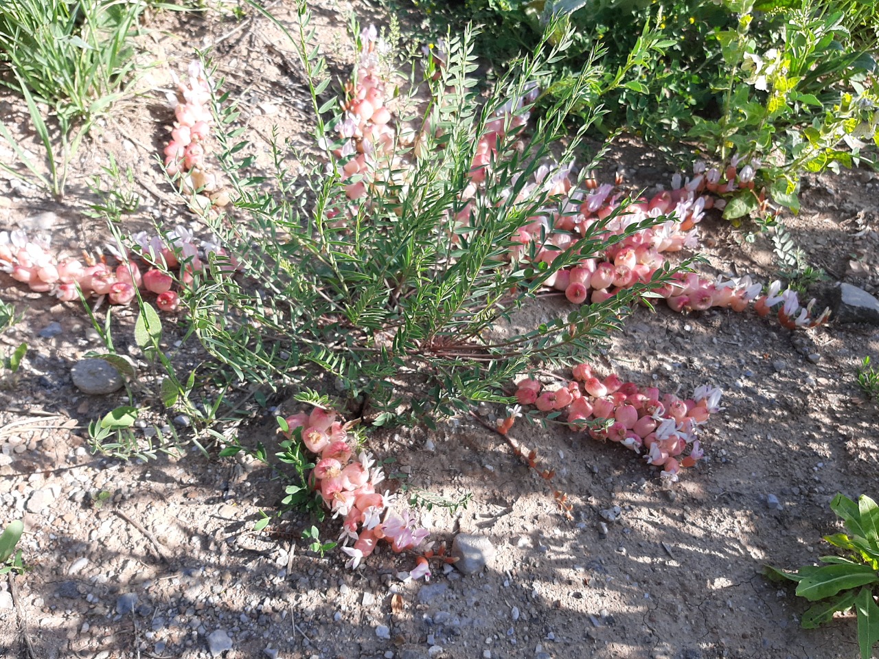 Astragalus halicacabus