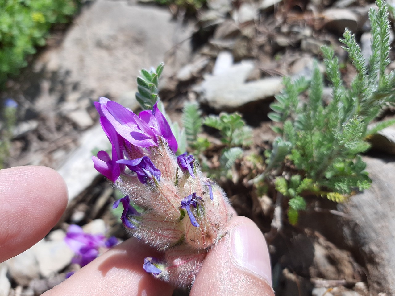 Astragalus lineatus