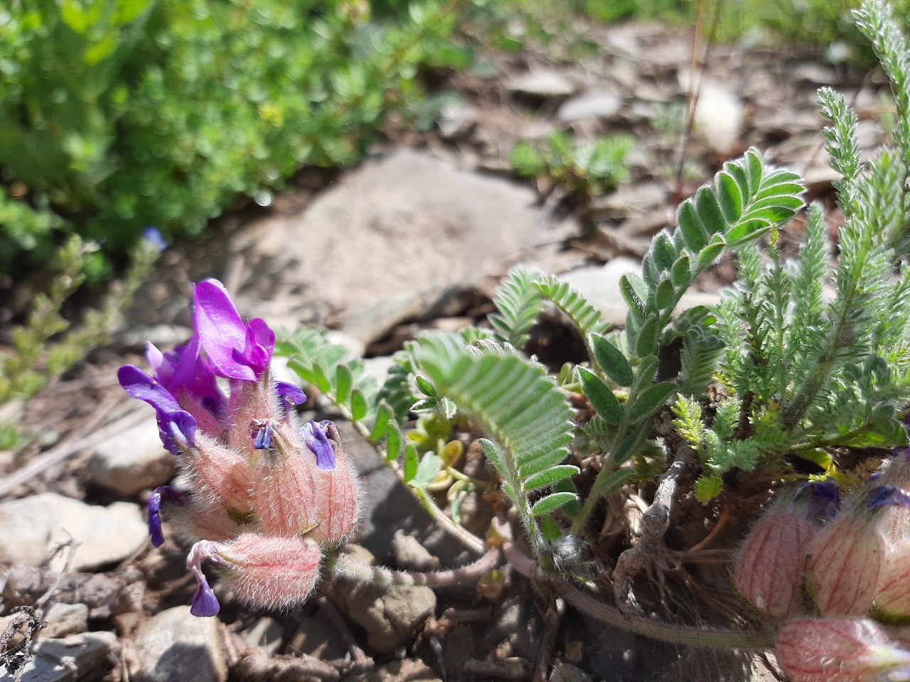 Astragalus lineatus