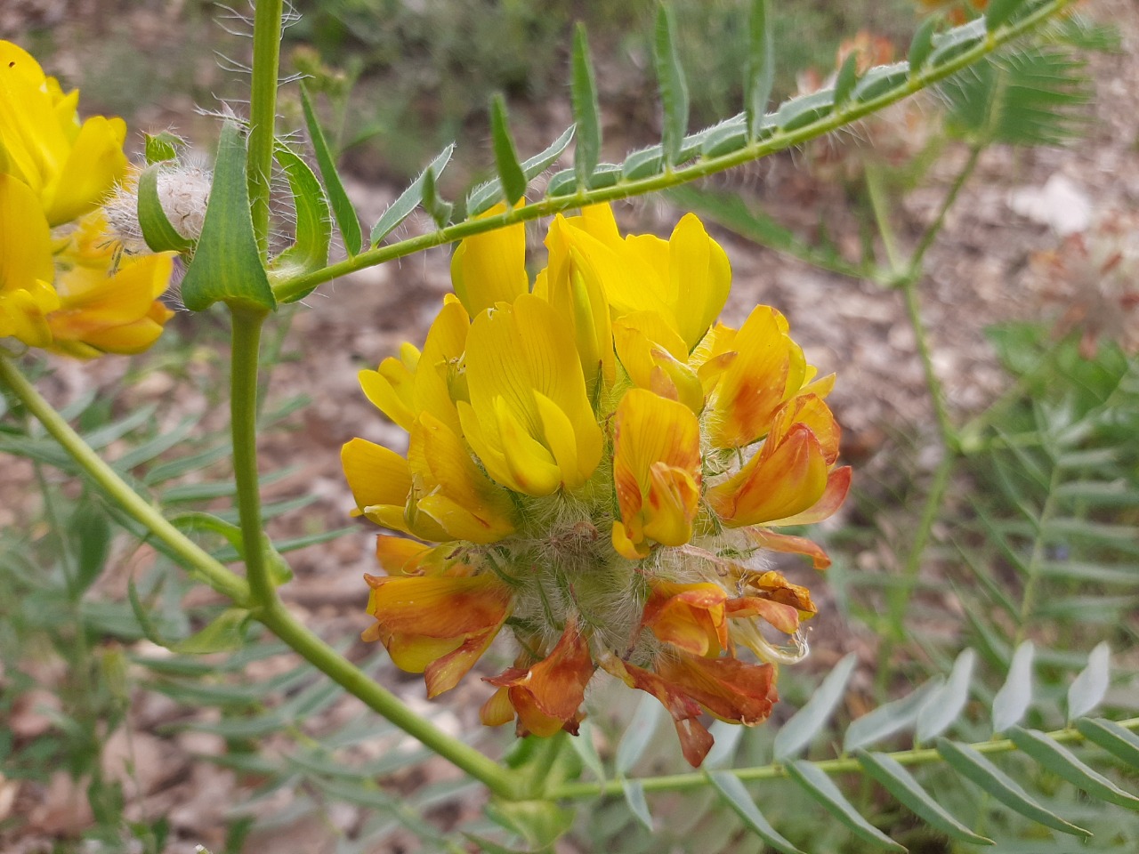 Astragalus macrocephalus subsp. finitimus