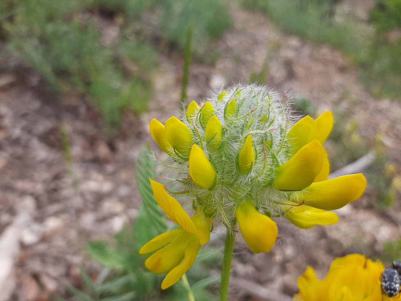 Astragalus macrocephalus subsp. finitimus