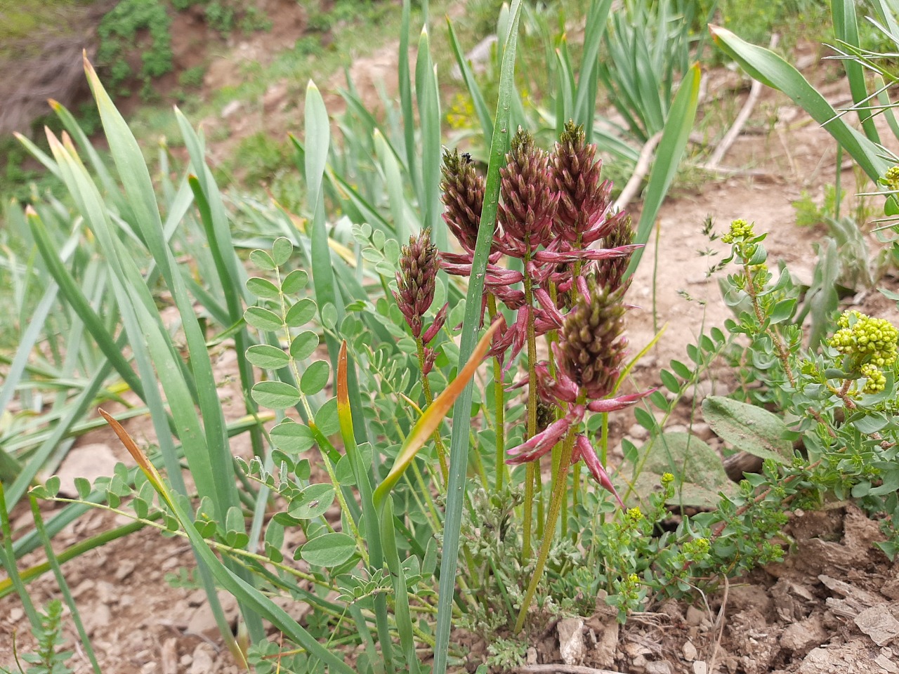 Astragalus pendulus