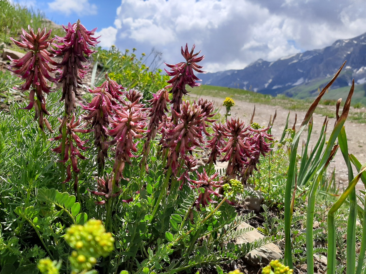 Astragalus pendulus