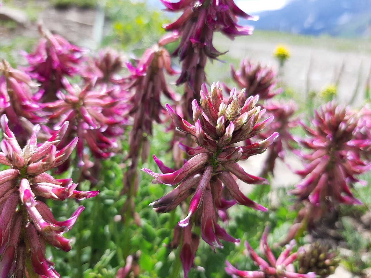 Astragalus pendulus