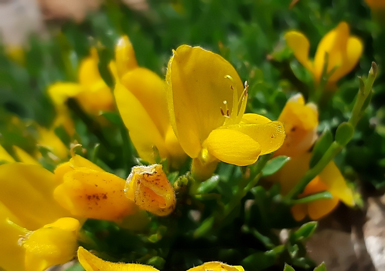 Genista albida