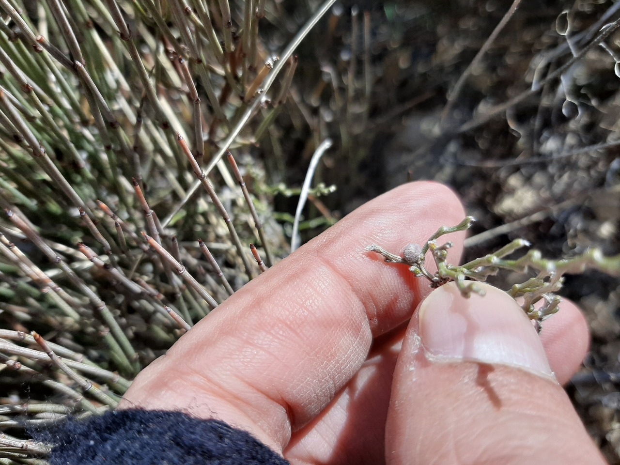 Genista albida