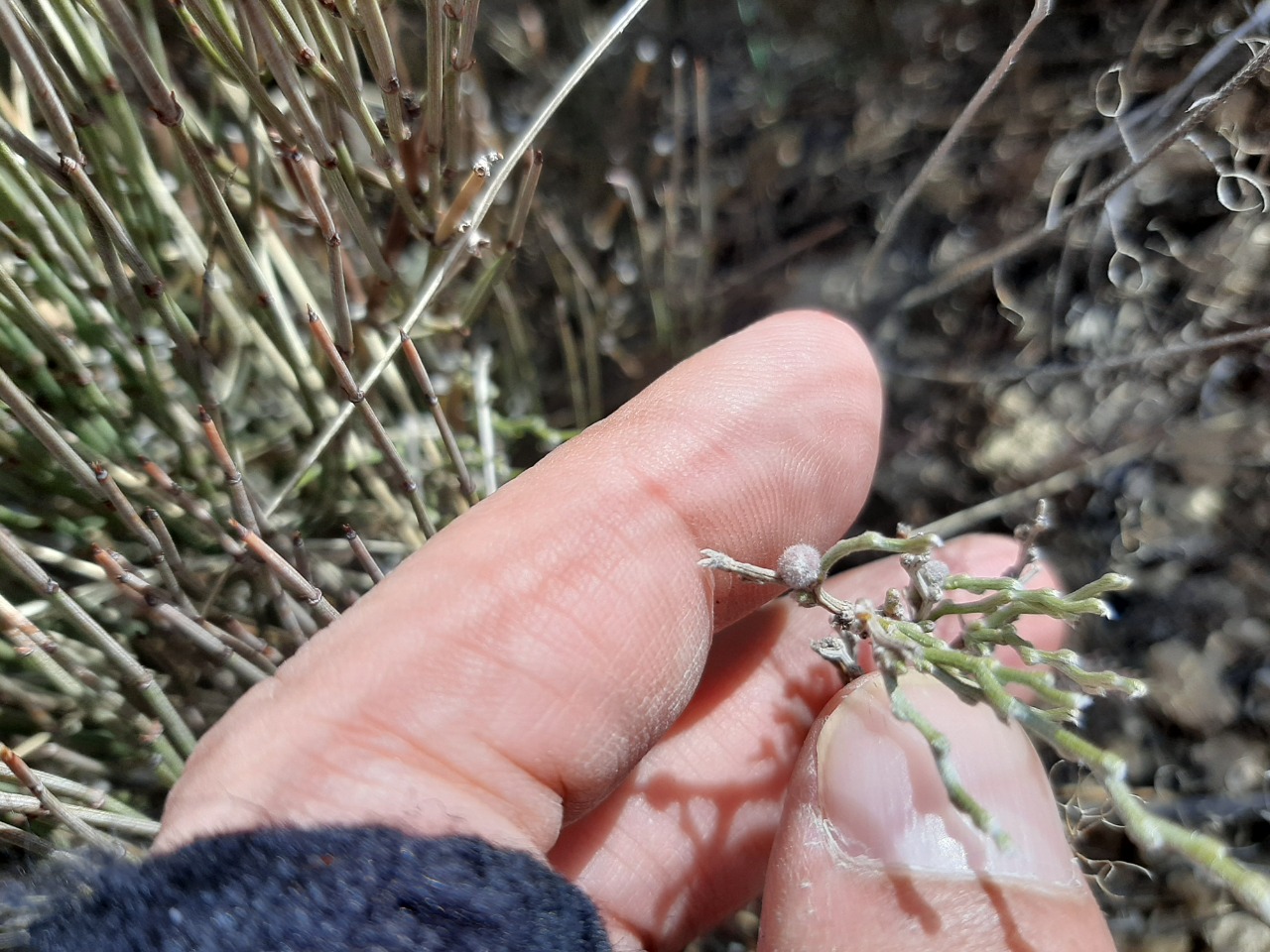 Genista albida