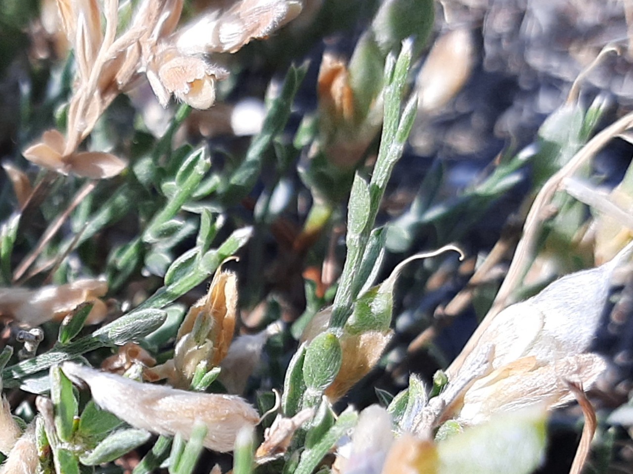 Genista albida
