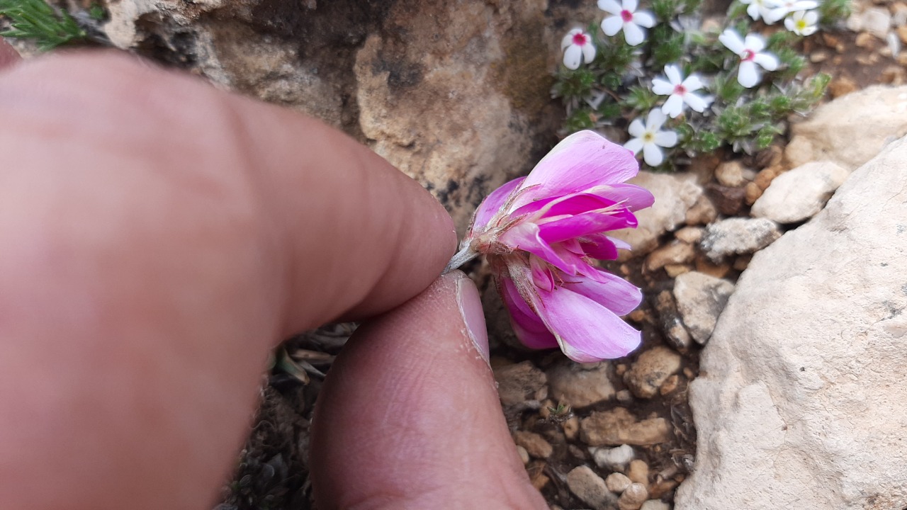 Hedysarum candidissimum